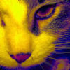 jeff_albergo